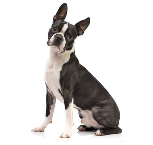 Boston terrier information sur la race Purina